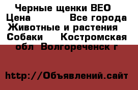 Черные щенки ВЕО › Цена ­ 5 000 - Все города Животные и растения » Собаки   . Костромская обл.,Волгореченск г.